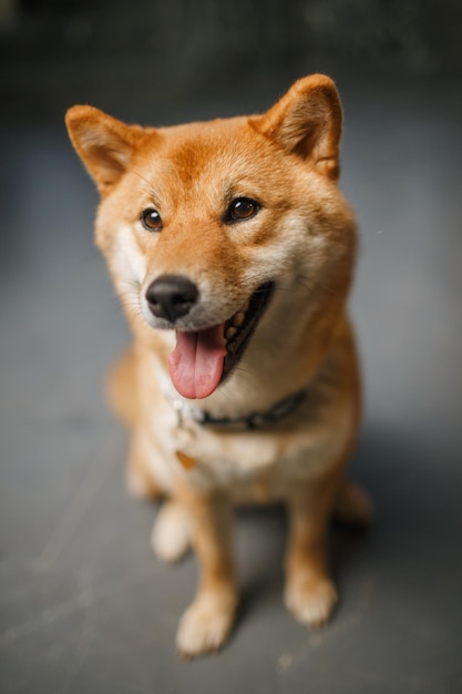 Cão vermelho closeup shiba inu lindo animal