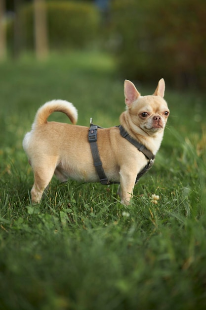 Cão vermelho de pelo liso da raça Chihuahua caminha e senta-se na grama verde no verão.