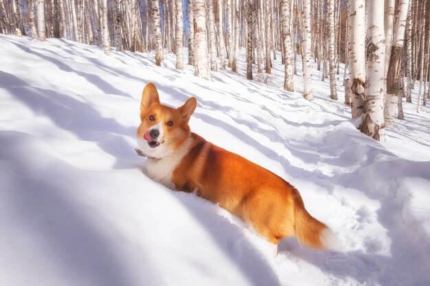 Foto cão vermelho feliz da raça pembroke welsh corgi caminha em um dia ensolarado de inverno em uma floresta profunda na neve