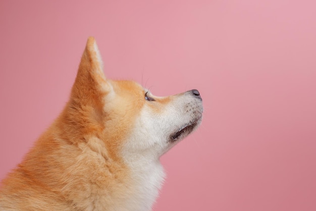 Cão vermelho japonês akita inu em um fundo rosa closeup o conceito de amor por cães