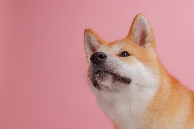 Cão vermelho japonês akita inu em um fundo rosa closeup o conceito de amor por cães