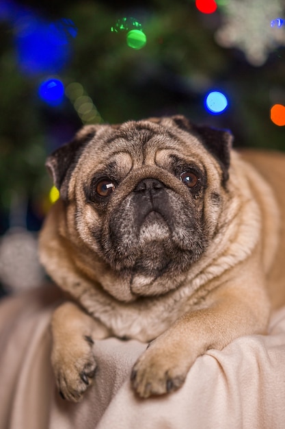 Cão vermelho pequeno feliz que veste um chapéu do partido, fundo das luzes de natal. cão pequinês lindo posando para a câmera e comemorando