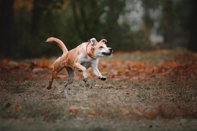 Cão vermelho sem raça definida correndo em fundo de outono