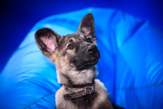 Cão vira-lata bonito. Retrato.