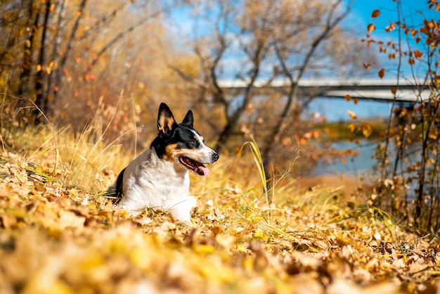 Cão vira-lata caminha no parque outono em um lenço.