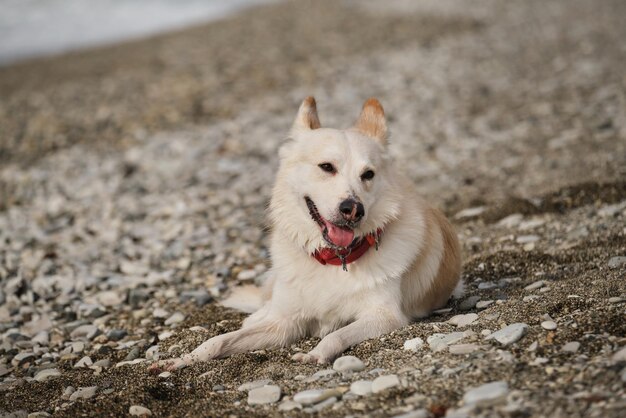 Cão vira-lata doméstico se aquece ao sol lá fora