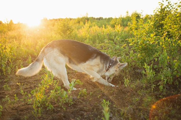 Cão vira-lata em pé em um campo