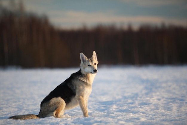 Cão vira-lata fofo em pé na neve em winter park