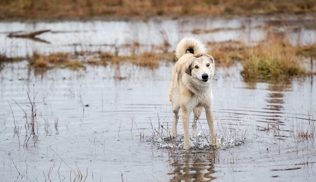 Cão vira-lata parado na poça de água no campo