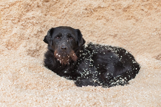 Cão vira-lata preto deitado na serragem. em canteiros de obras