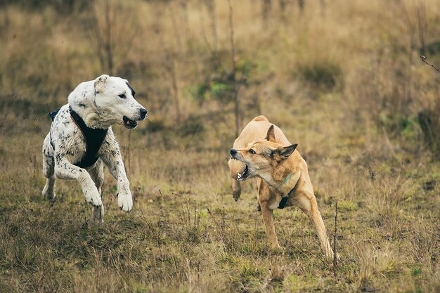 Cão vira-lata vermelho late para cão-pastor da ásia central