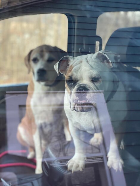 Foto cão visto através do pára-brisas de um carro