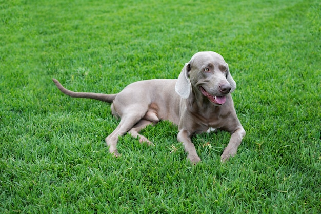 Foto cão weimaraner isolado na grama verde