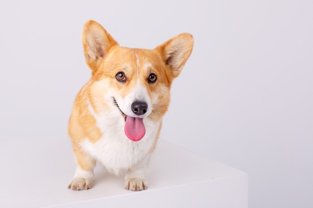 Cão welsh corgi isolado no branco