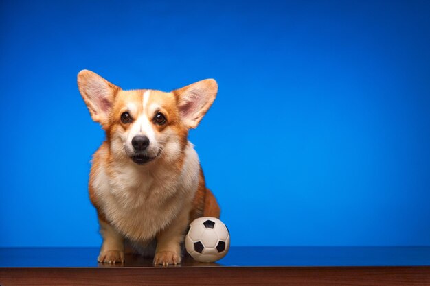 Cão Welsh Corgi Pembroke jogando futebol contra um fundo azul