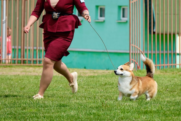 Cão Welsh Corgi Terrier durante uma caminhada na grama verde