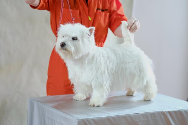 Cão West Highland White Terrier após aparar no rack