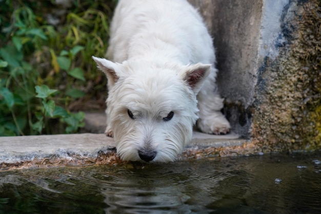 Cão west highland white terrier bebendo na água da fonte