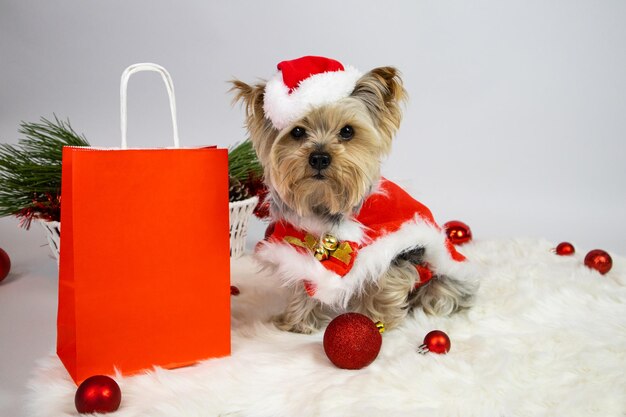 Cão yorkshire terrier em fantasia de papai noel e saco de papel vermelho, bolas de natal. Venda, promoções.