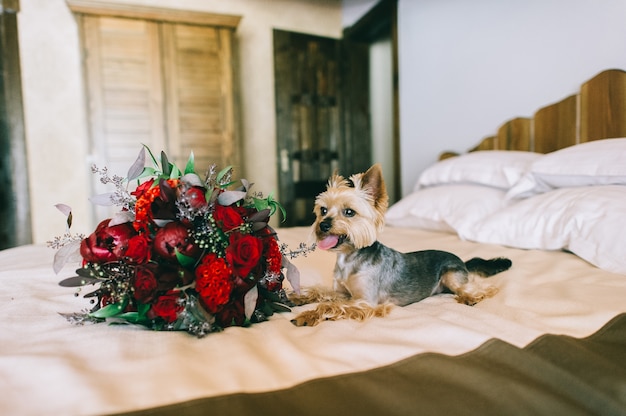 Cão yorkshire terrier encontra-se em uma cama no quarto perto de um lindo buquê de flores vermelhas. presente de feriado bonito e agradável. humor romântico. detalhes.