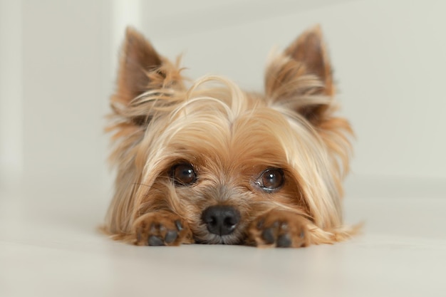 cão Yorkshire Terrier está no chão com as patas para a frente foto de luz de fundo branco