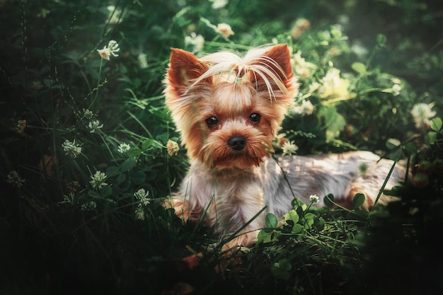 Cão yorkshire terrier fechar retrato. Cão em miniatura sentado no jardim. bichinho fofo