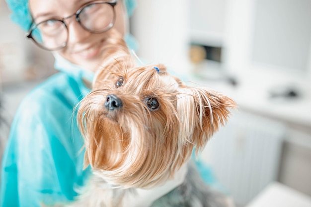 cão yorkshire terrier na consulta do veterinário em uma clínica veterinária