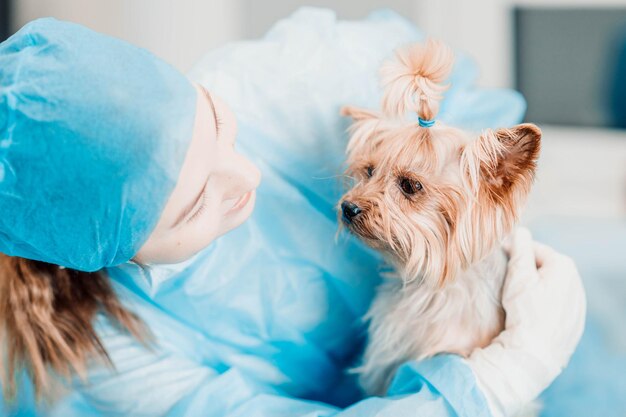 cão Yorkshire terrier na recepção do veterinário na clínica veterinária