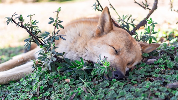 Cão