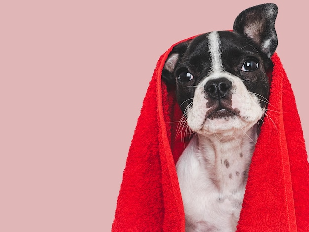 Cãozinho bonito e toalha vermelha Cão de limpeza Closeup dentro de casa Foto de estúdio Conceito de cuidado educação obediência treinamento e criação de animais de estimação