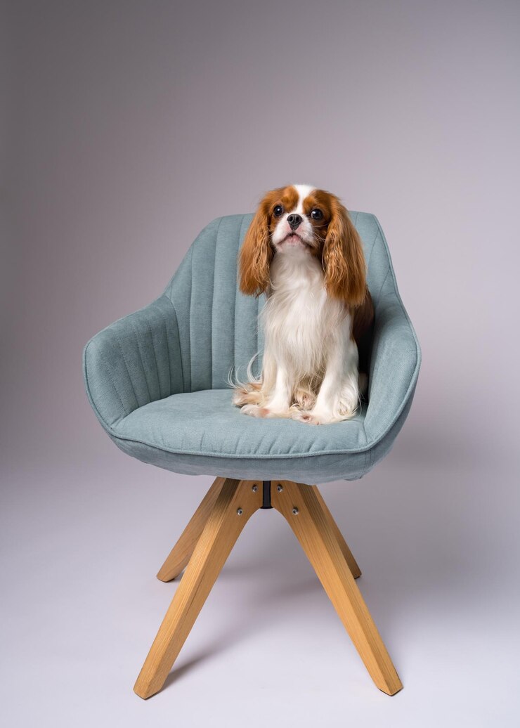 Foto cãozinho cavalier king charles spaniel senta-se em uma cadeira azul e parece bonito para a câmera