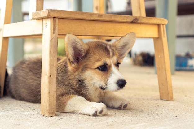 Cãozinho corgi solitário deitado no chão ao ar livre sob uma cadeira de madeira e com olhos tristes desvia o olhar Cachorrinho descansa no quintal de casa