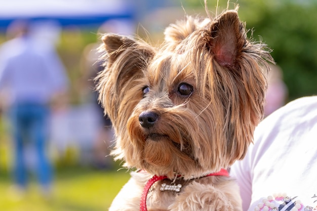 Cãozinho da raça Yorkshire Terrier nos braços de uma mulher no parque em tempo ensolarado