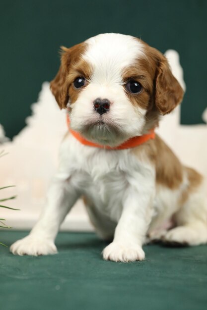 Cãozinho de Cavalier King Charles Spaniel.