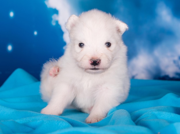 Foto cãozinho de samoyed branco e fofinho está em fundo azul