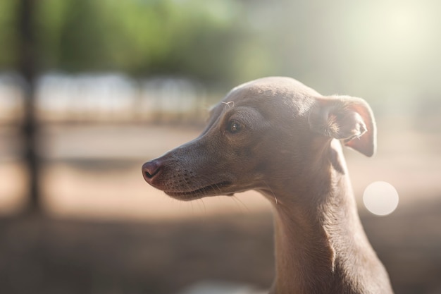 Cãozinho galgo italiano na floresta