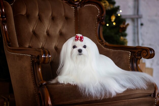 Foto cãozinho maltês em uma cadeira