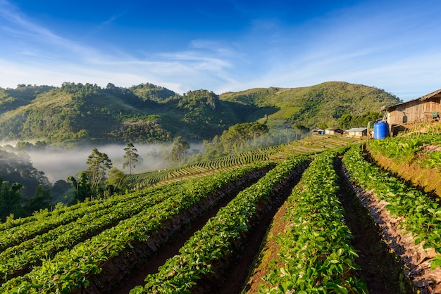 Capa del conjunto de la granja de la fresa en la colina en la montaña del angkhang del doi, Chiangmai, Tailandia