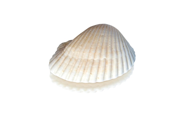 el caparazón