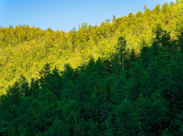 Capas de bosque verde sobre fondo de montañas, silueta. Precioso paisaje. Árboles coníferos de hoja perenne.