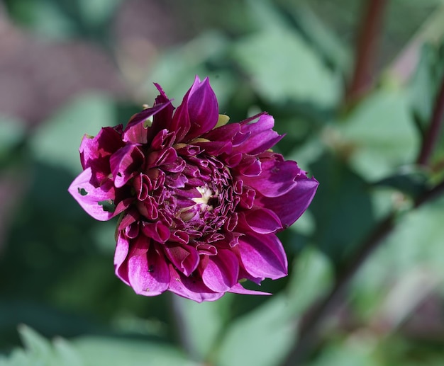 Las capas rosadas en flor