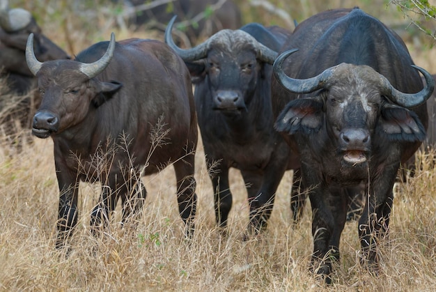 Cape Buffalo madre y ternero Parque Nacional Kruger Sudáfrica