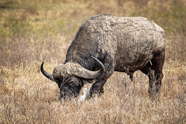 Cape Buffalo pastando en África con Egret Bird