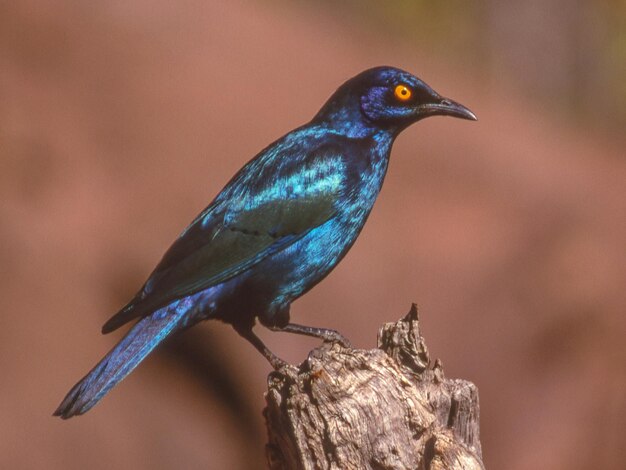 Cape Glossy Starling