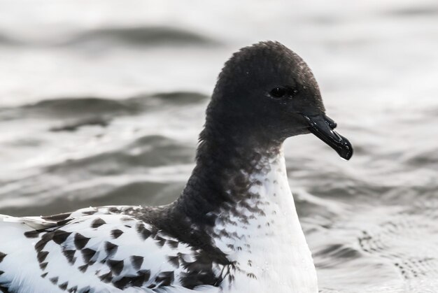 Cape Petrel alimentando a ilha Deception Antártica