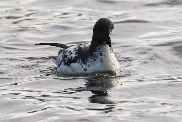 Cape Petrel alimentando a ilha Deception Antártica