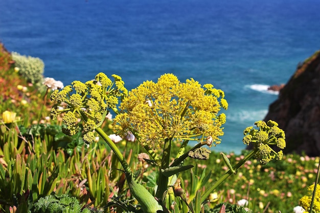 Cape Roca am Atlantik Portugal