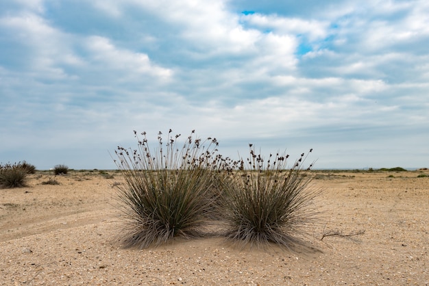 Cape Rush, exotische Pflanze