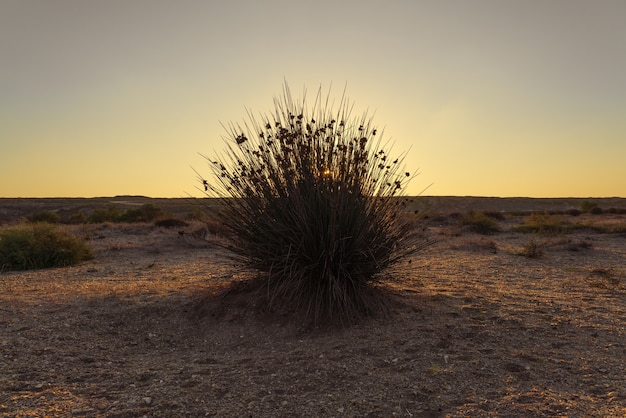 Foto cape rush, stacheliger busch in der wüste