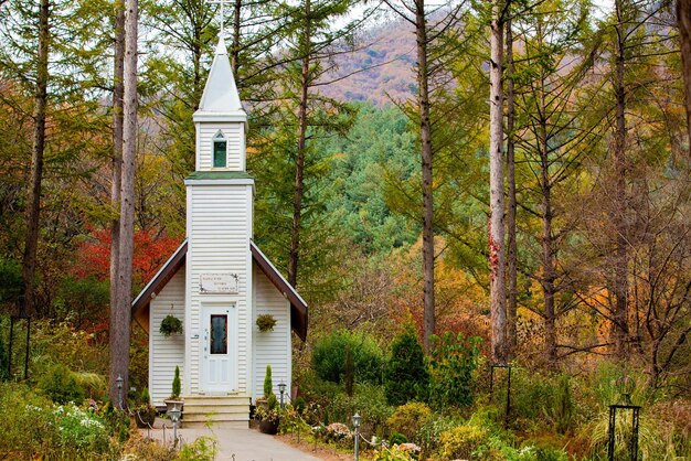 Foto capela na floresta